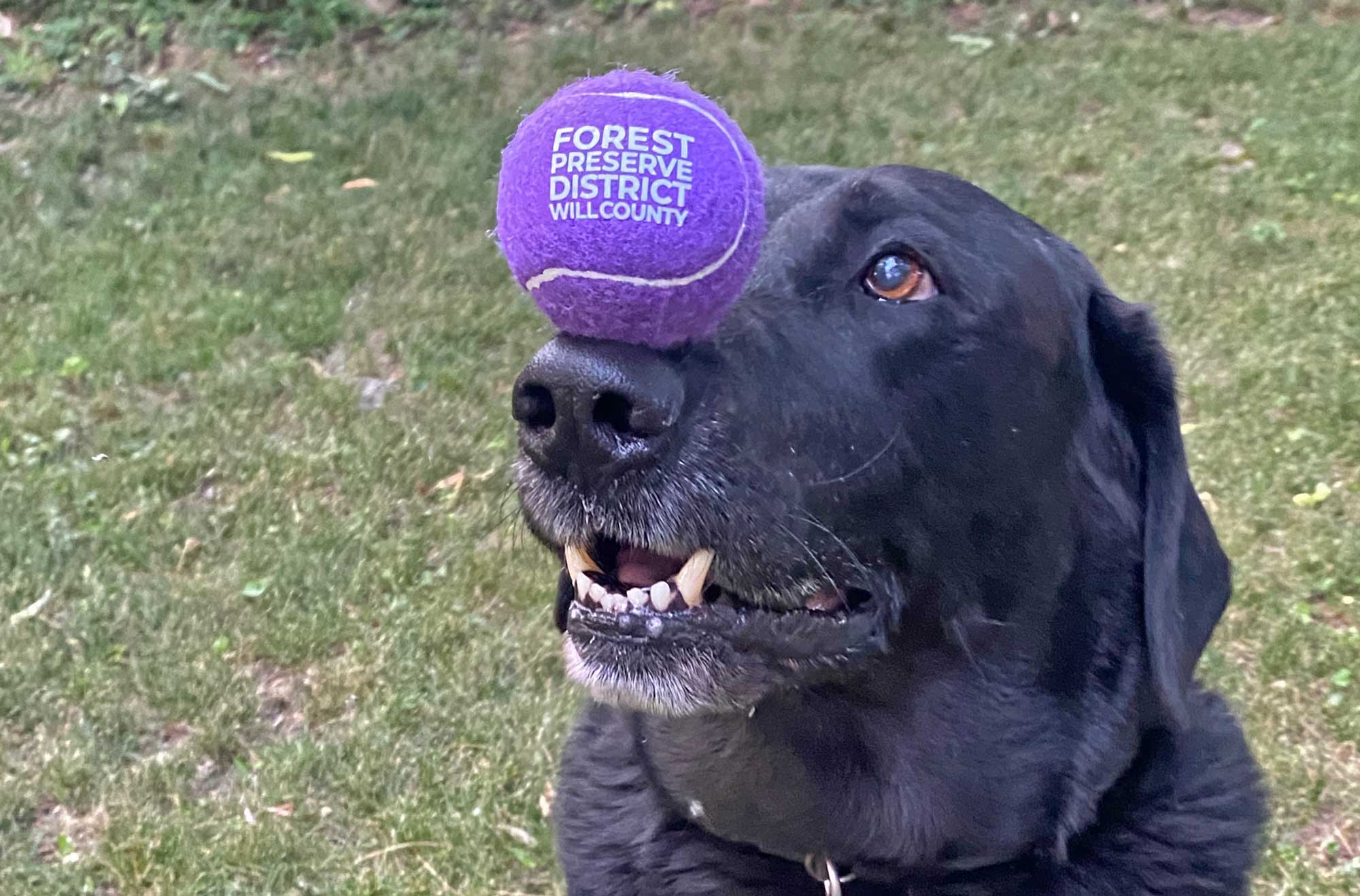A dog balancing a ball on its nose.