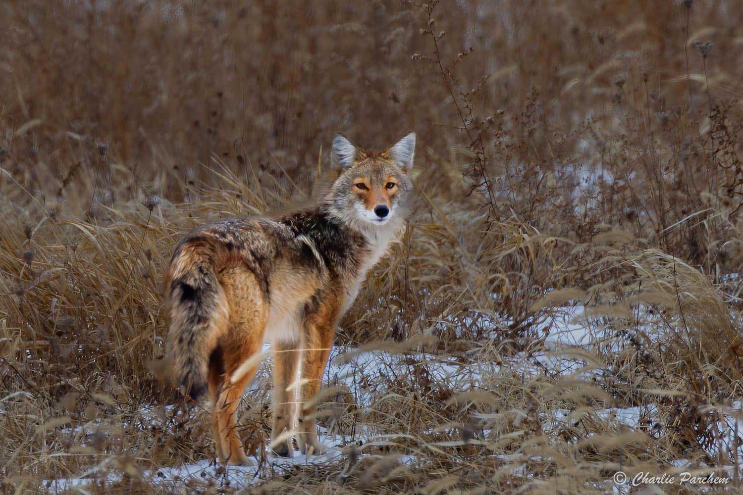 A coyote standing in dried grasses with snow on the ground.