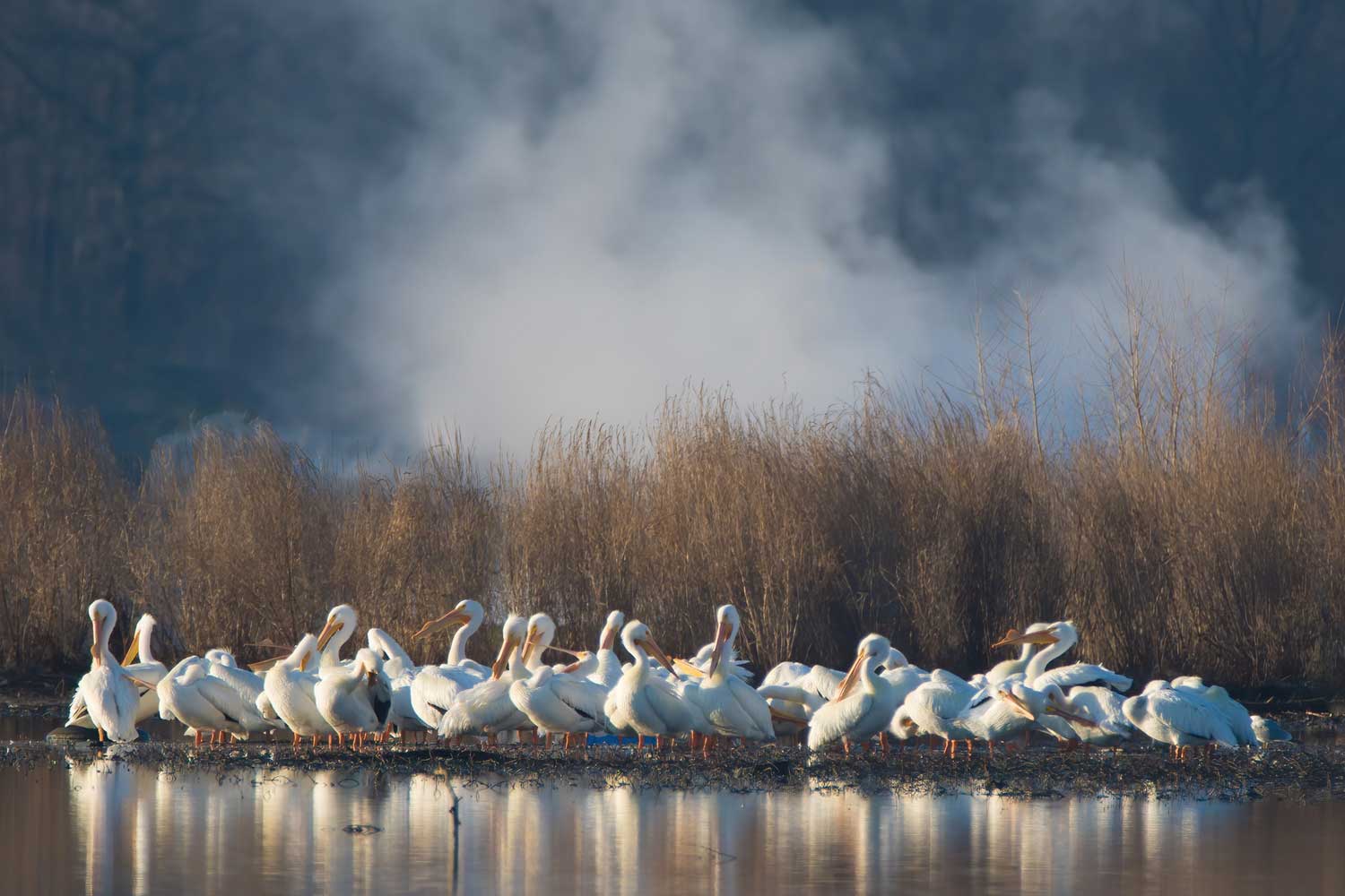 A large flock of pelicans standing on a small island with dried grasses and foggy mist in the background.