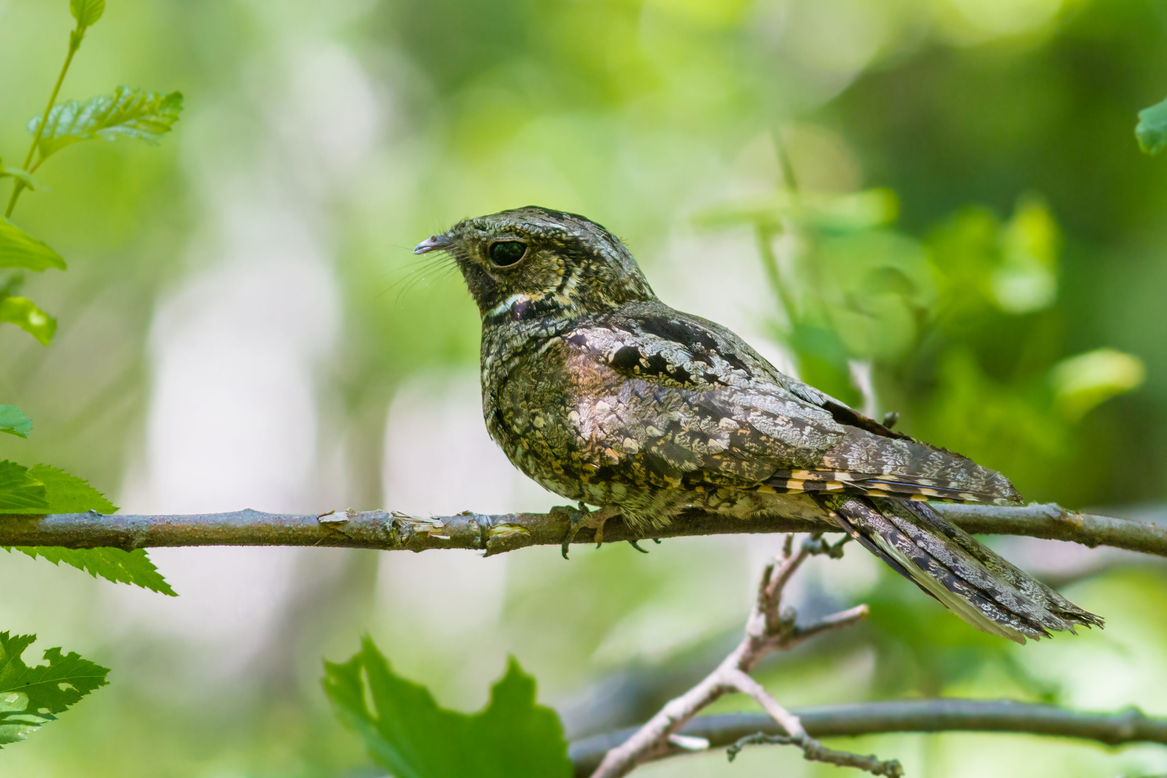An eastern whip-poor-will on a branch.