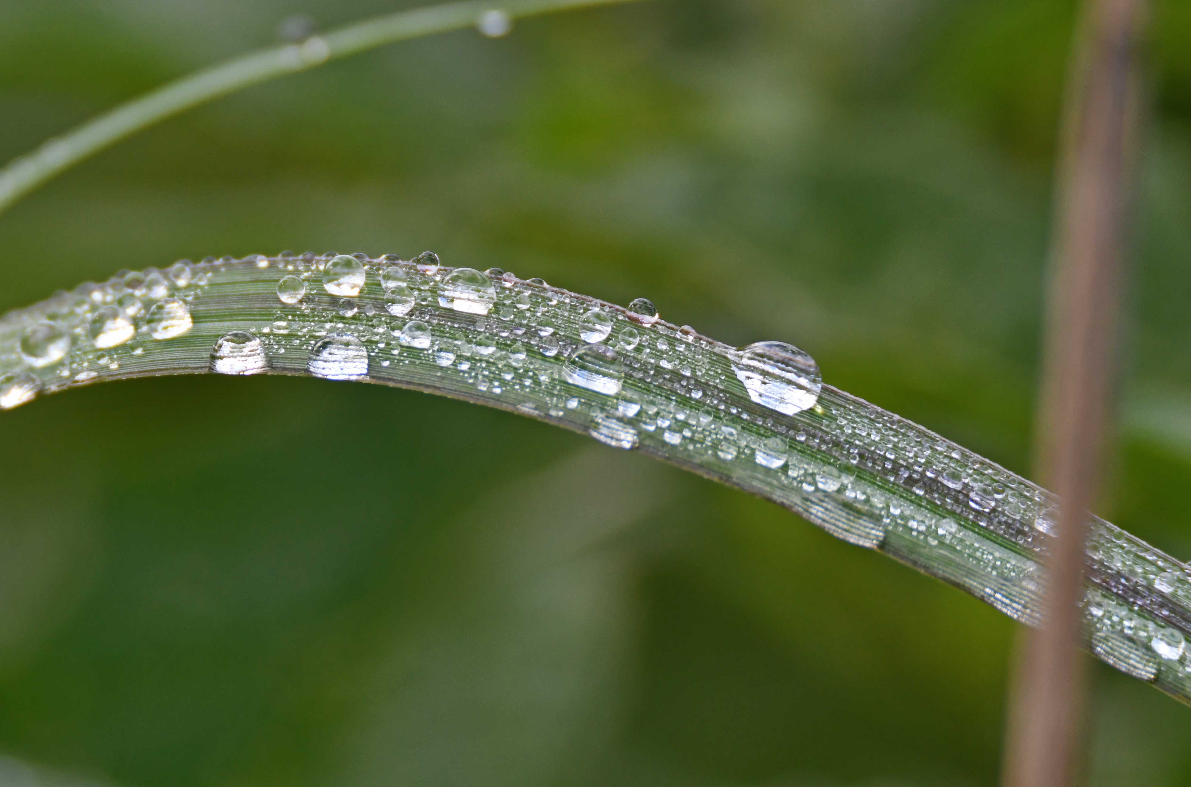 Dew drops on a blade of grass