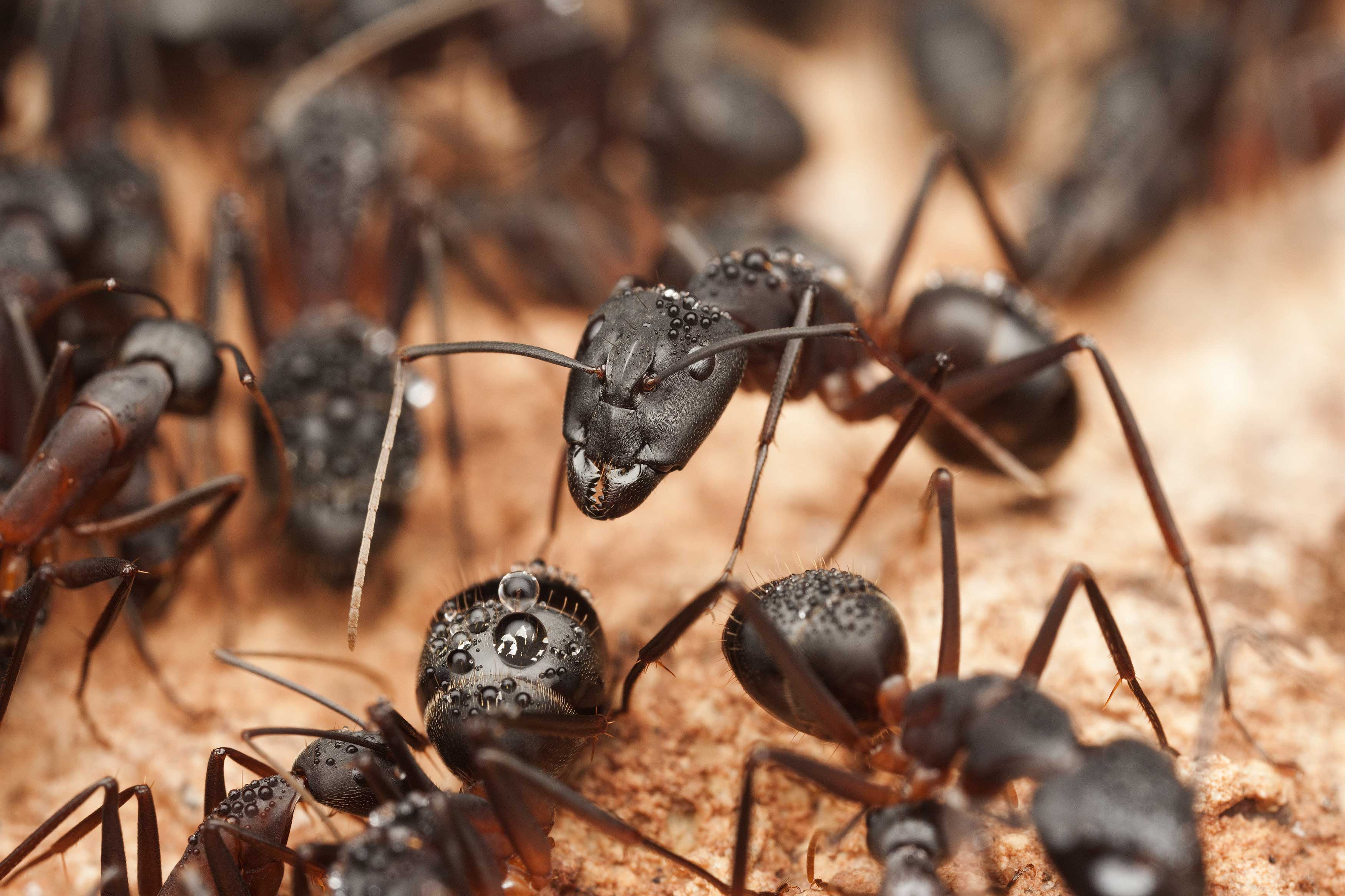 Close-up of ants.