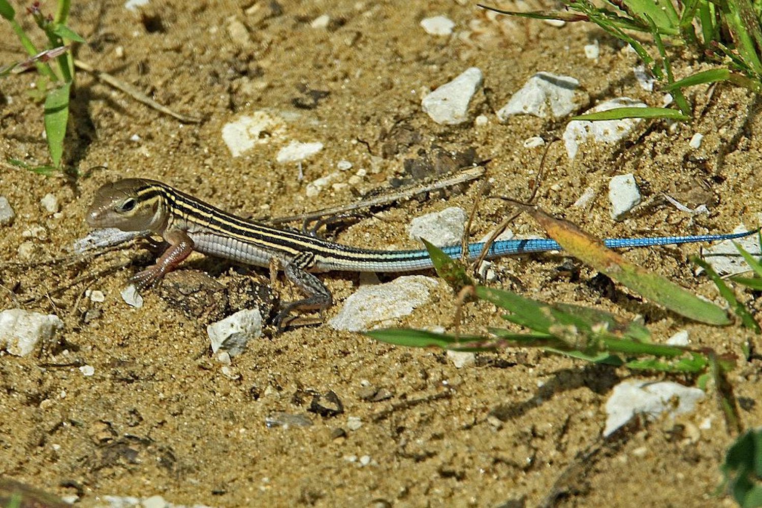 A six-lined racerunner on sandy soil.