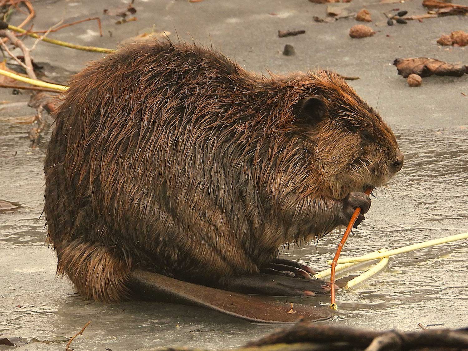 A beaver gnawing on vegetation at the water's edge.