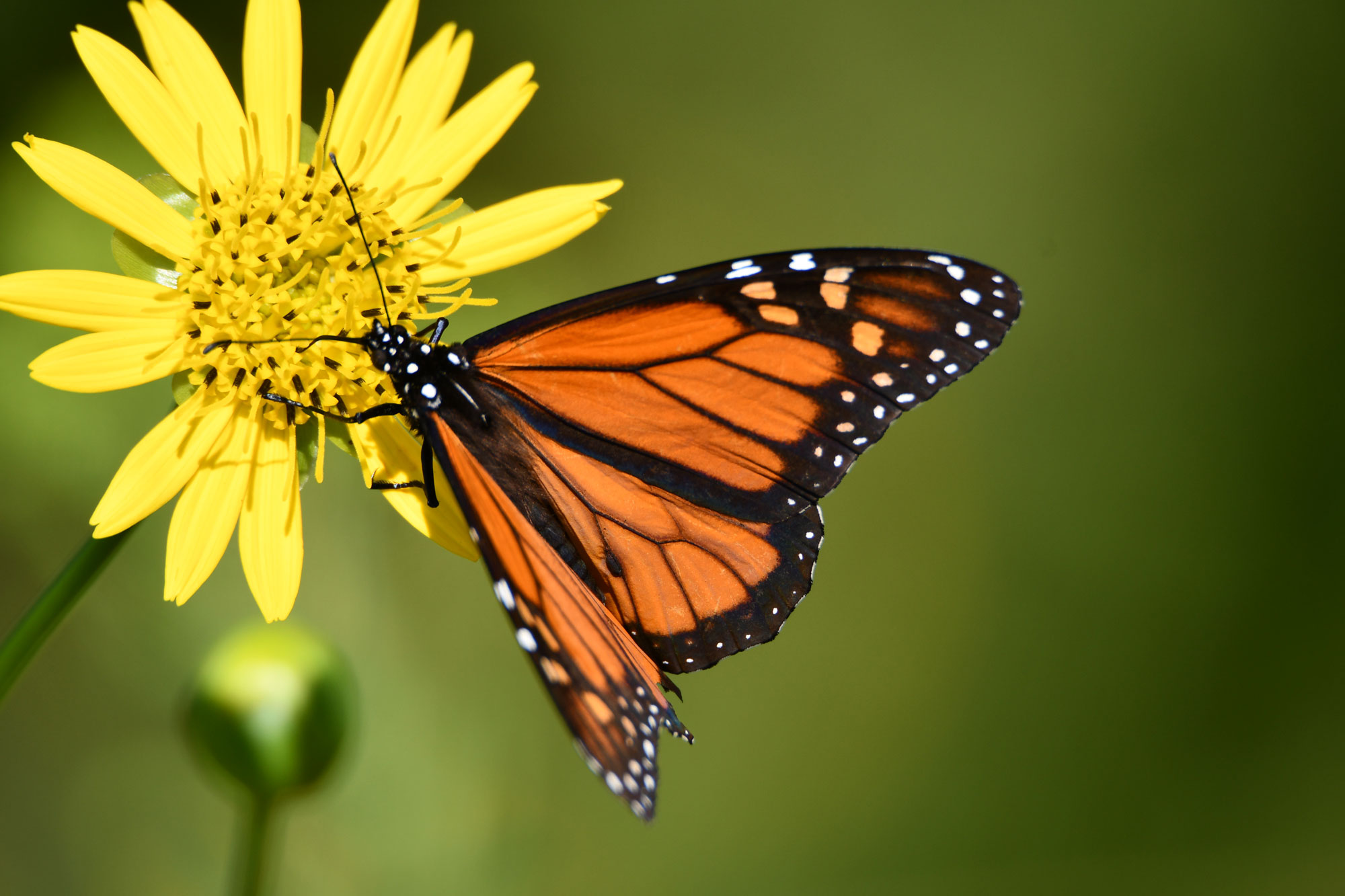 A monarch butterfly at rest on a yellow wildflower.