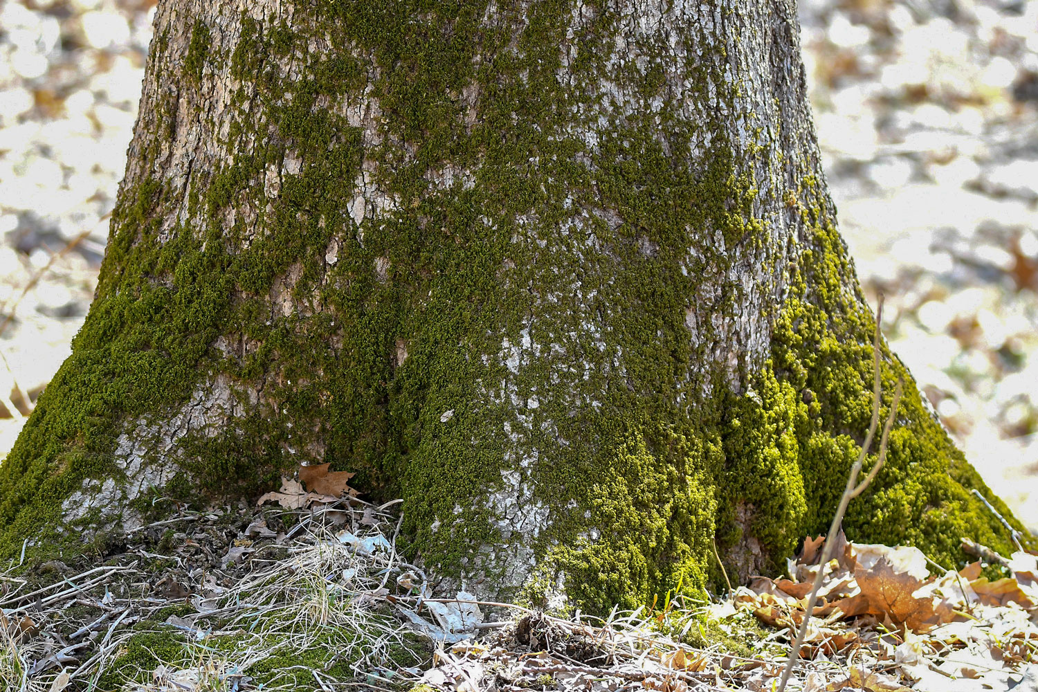 Green moss growing on the base of a tree