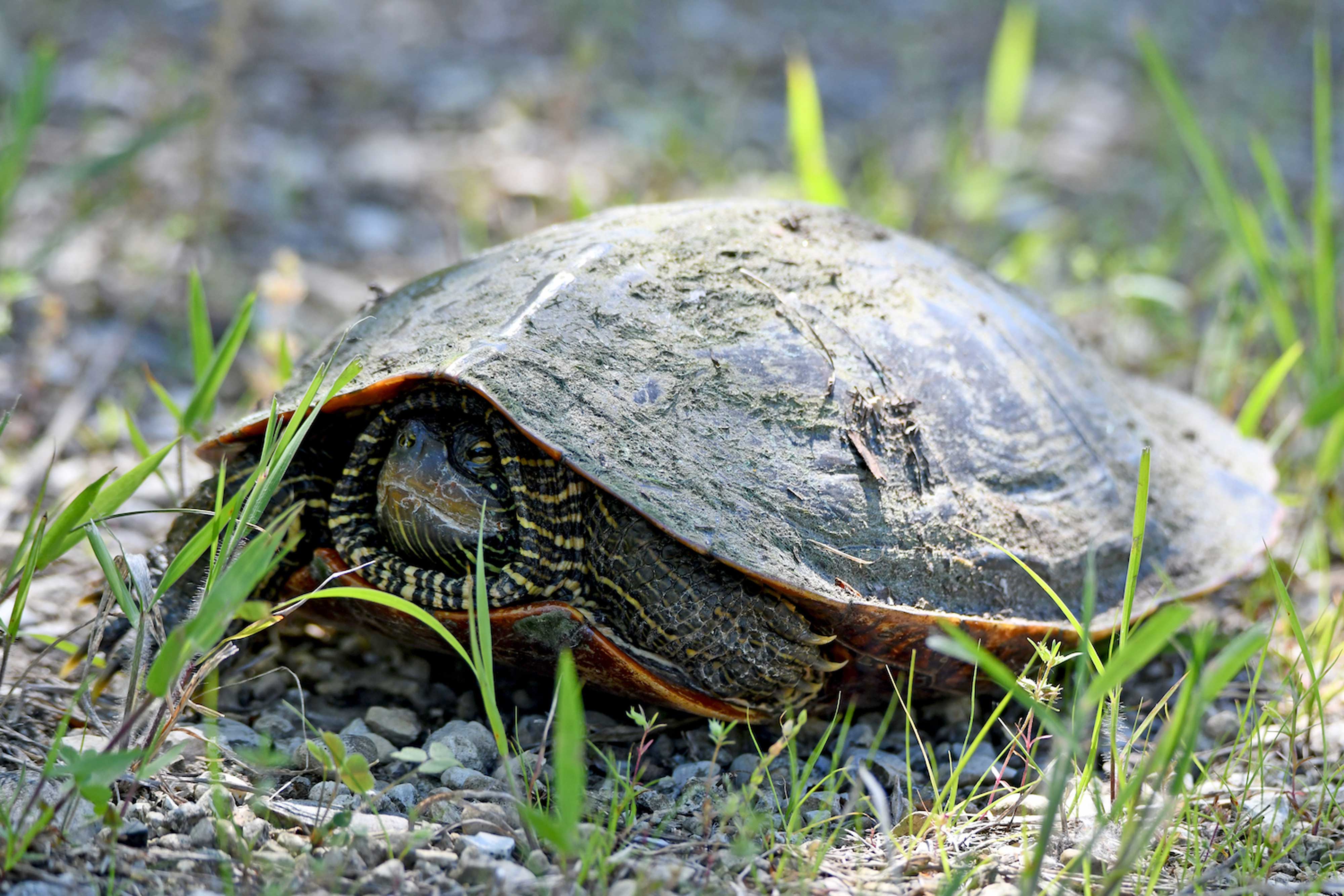 Closeup of a map turtle.