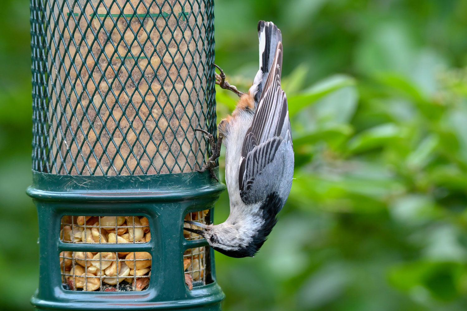 A white-breasted nuthatch hanging from a feeder while eating