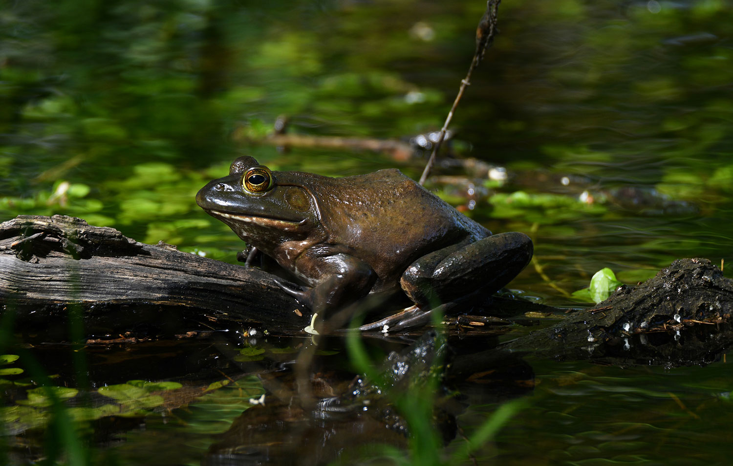 Myth buster: Frogs and toads don't cause warts