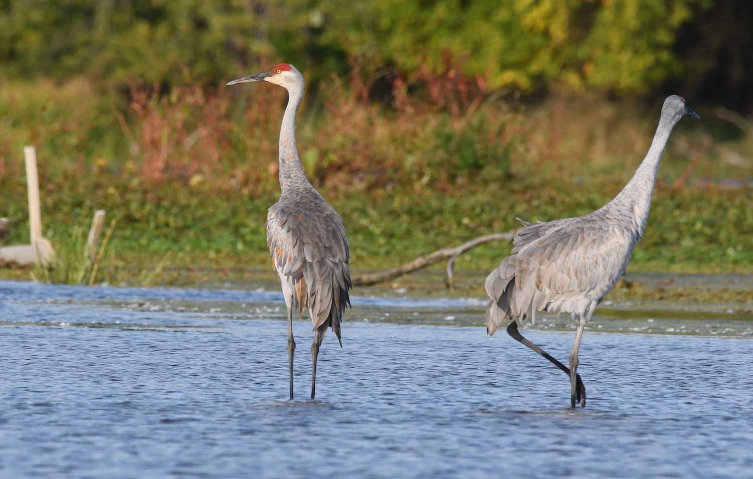 Two sandhill cranes wading in shallow water.