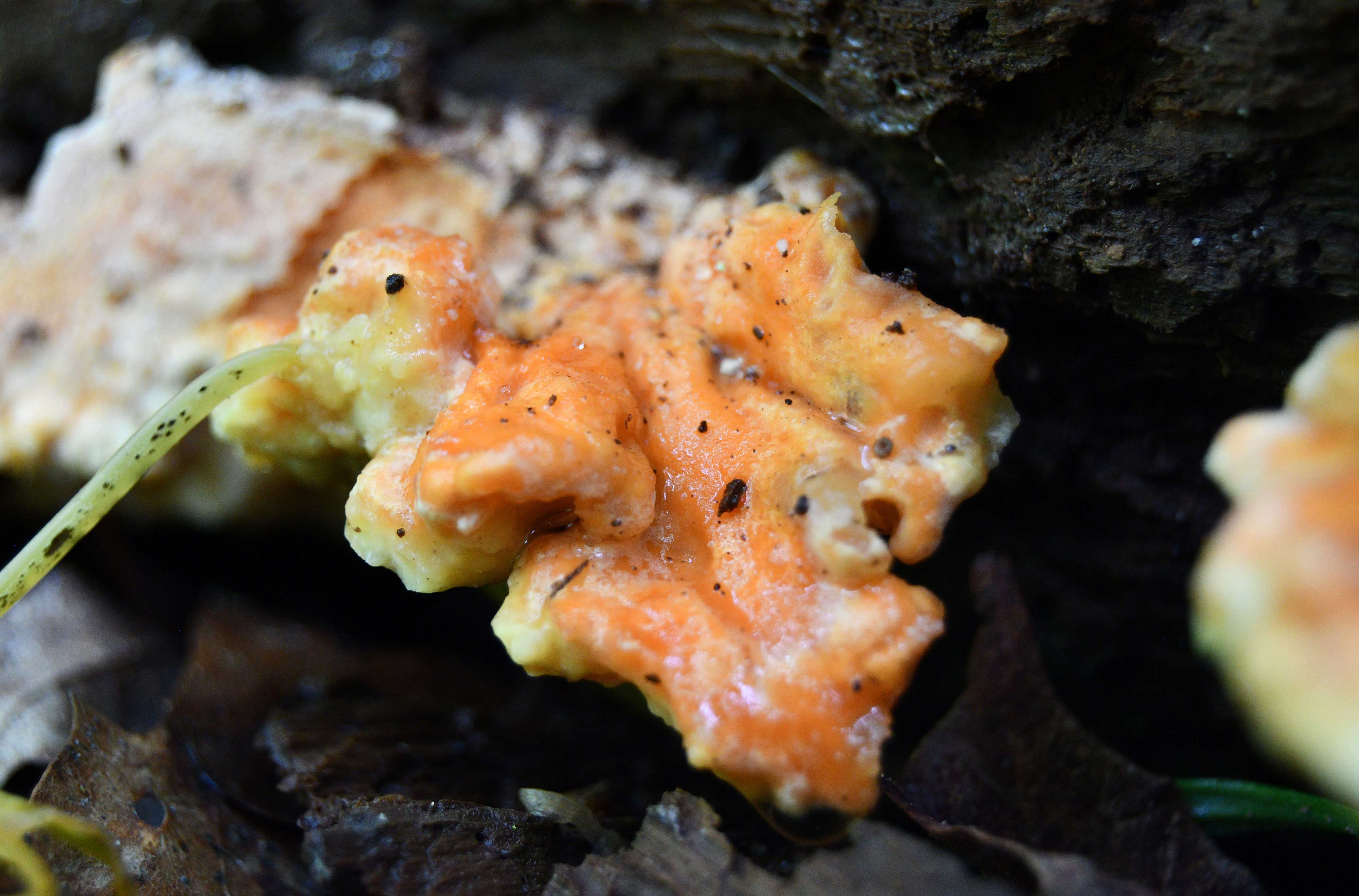 Chicken of the woods mushroom.