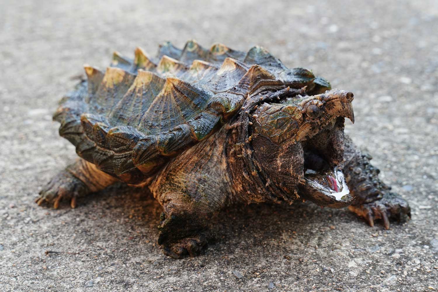 Alligator snapping turtle standing with its mouth open.