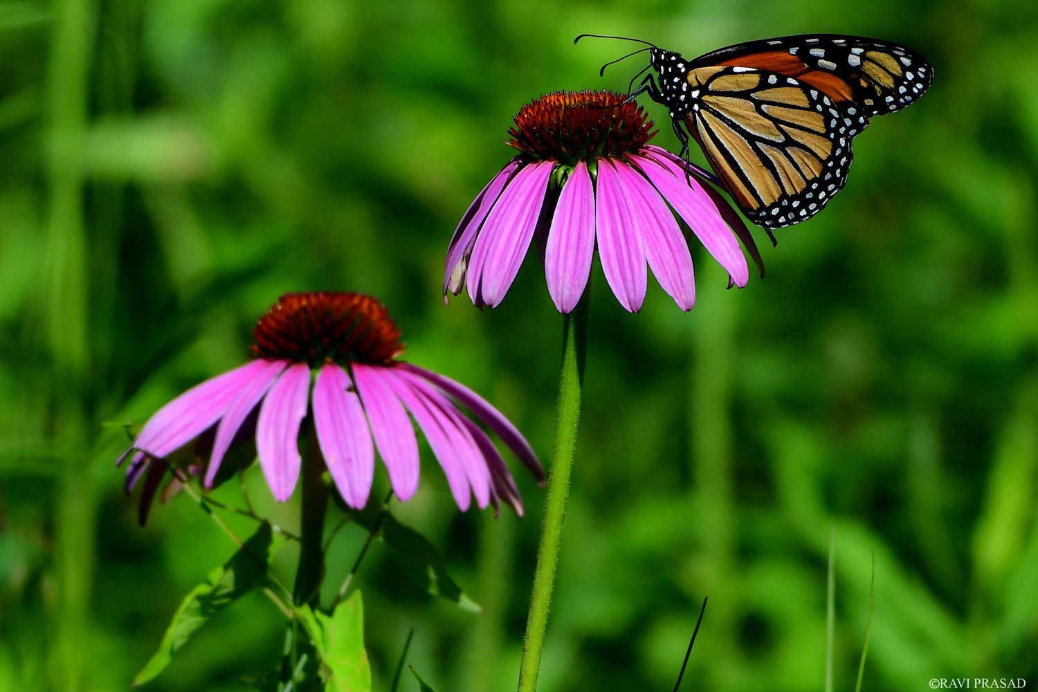 A monarch butterfly perched atop a purple coneflower bloom.