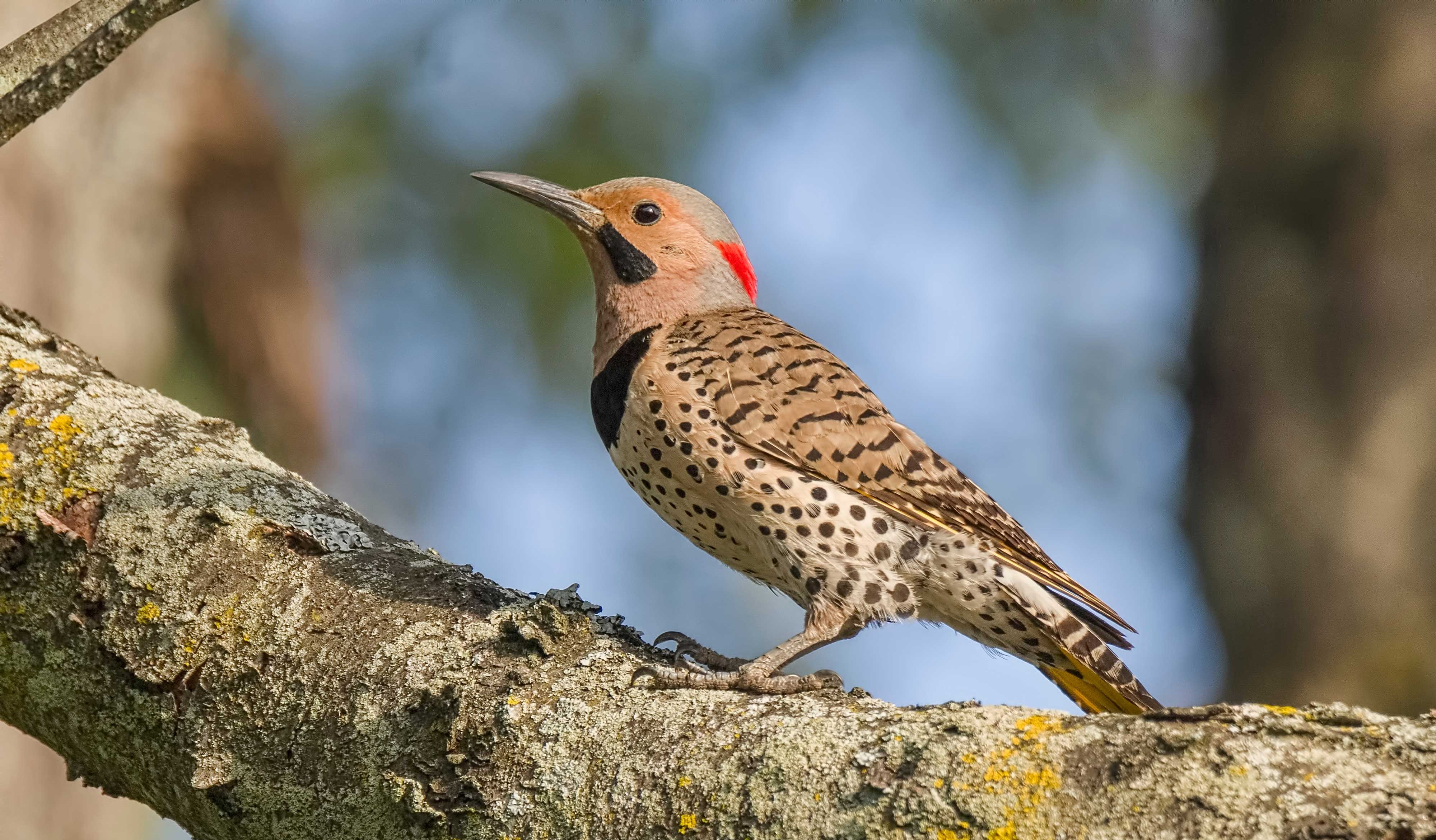 A northern flicker in a tree.