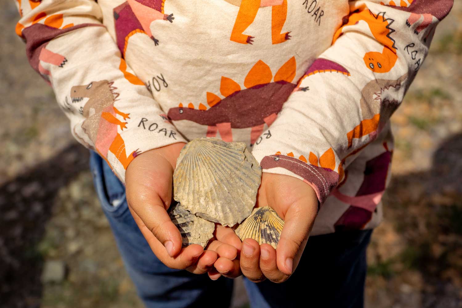 A closeup of a child's hands full of fossils