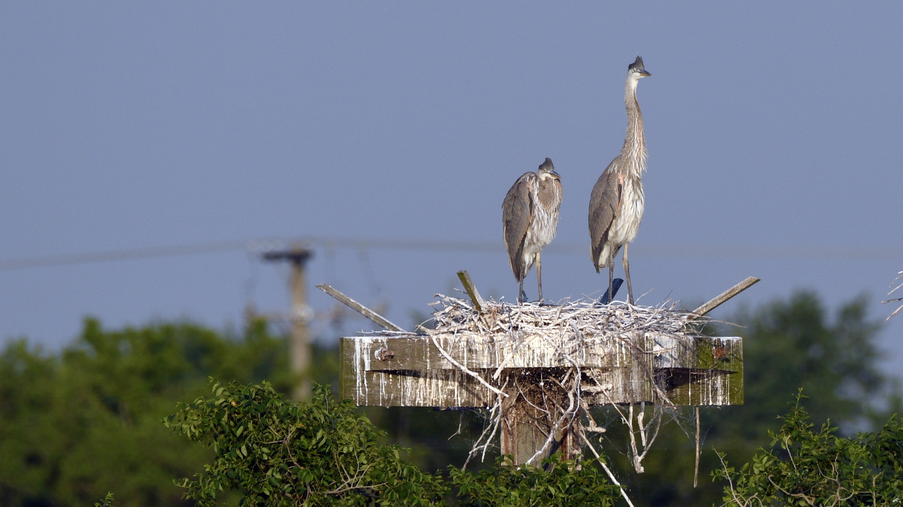 Two great blue herons on a nesting platform at Lake Renwick.