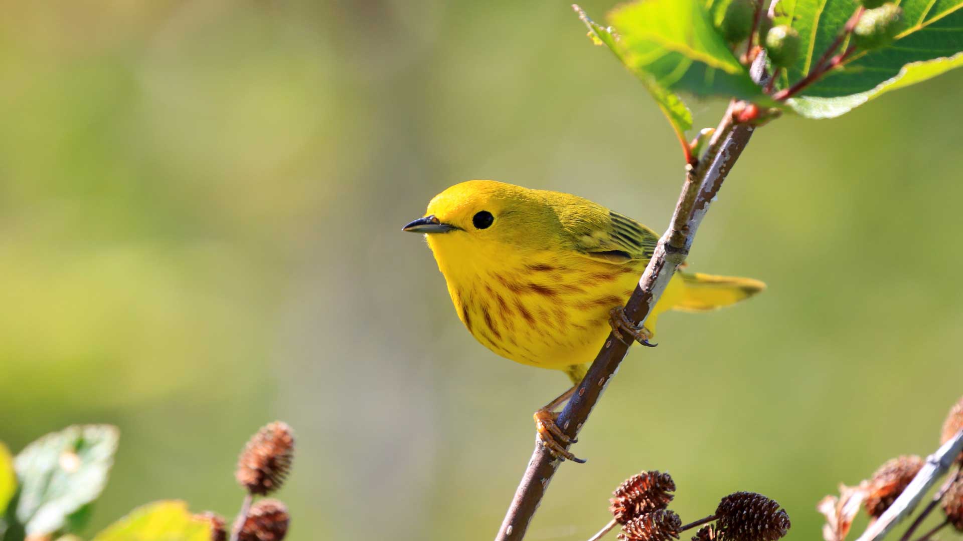 Male yellow warbler perched on a slender branch, showing bright yellow plumage with chestnut streaks on its breast, surrounded by soft green foliage.