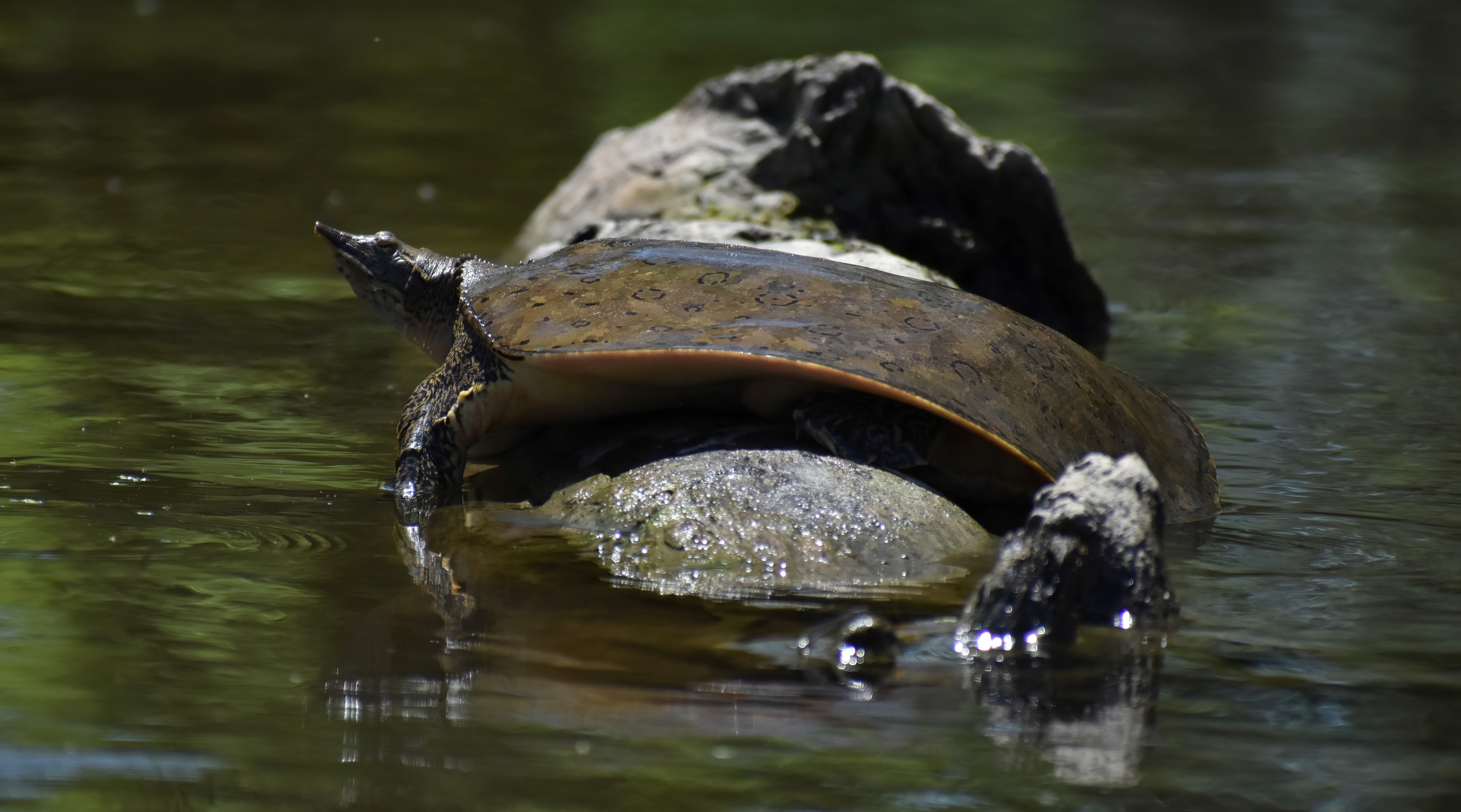 A spiny softshell turtle on a rock.
