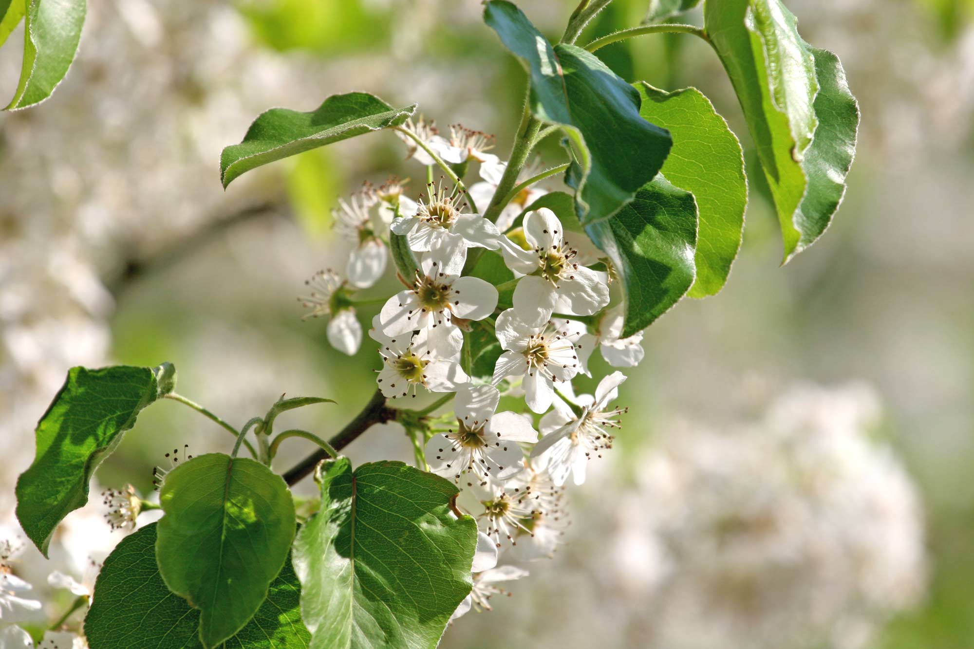 The white flowers on a Bradford pear tree.