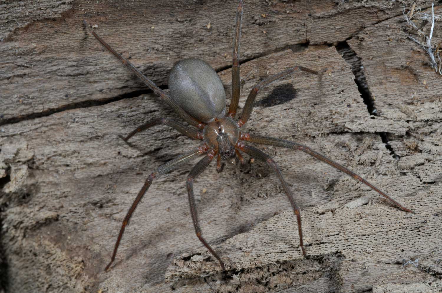 A brown recluse spider.