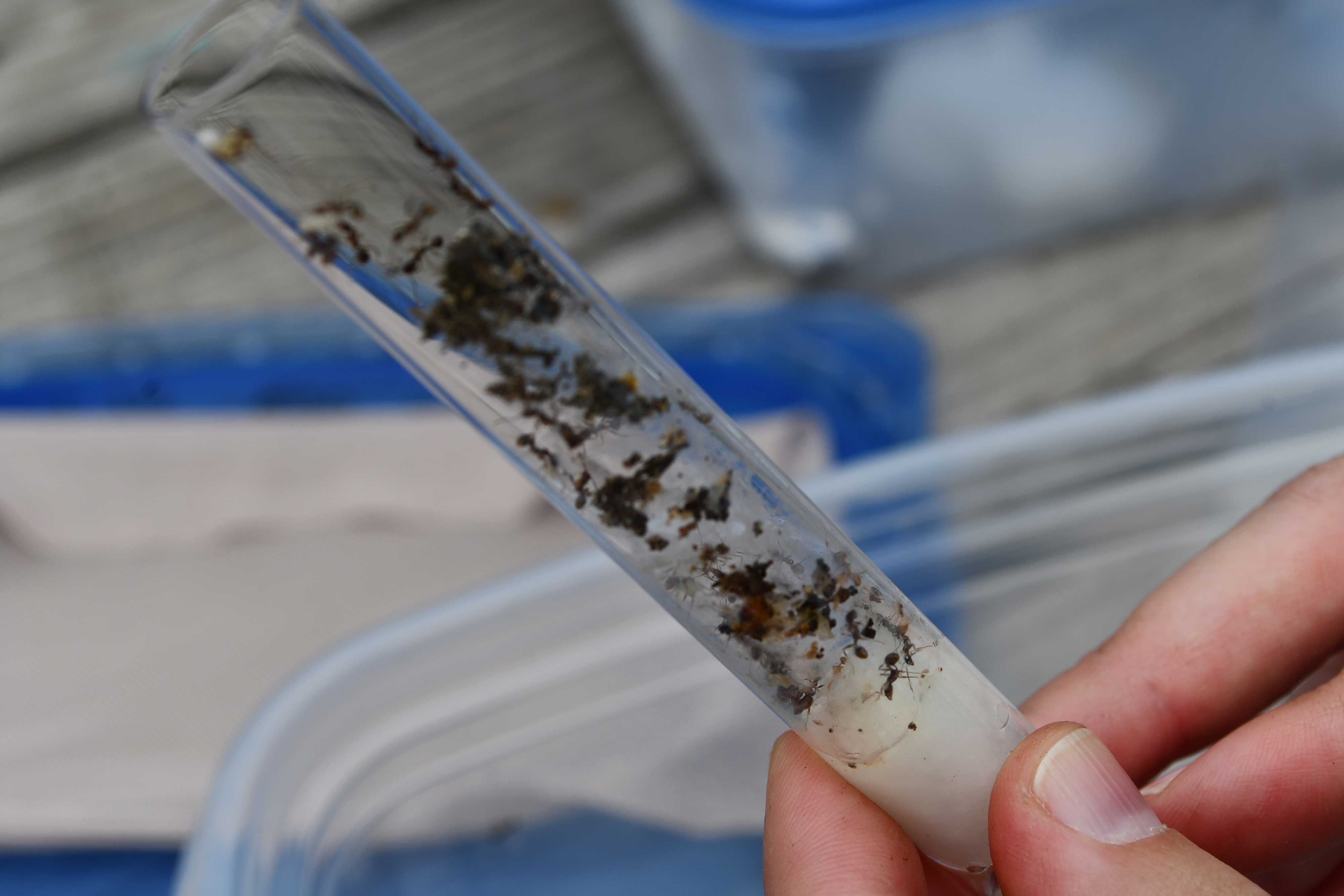 A collection of ants Chloe Lash is studying. 