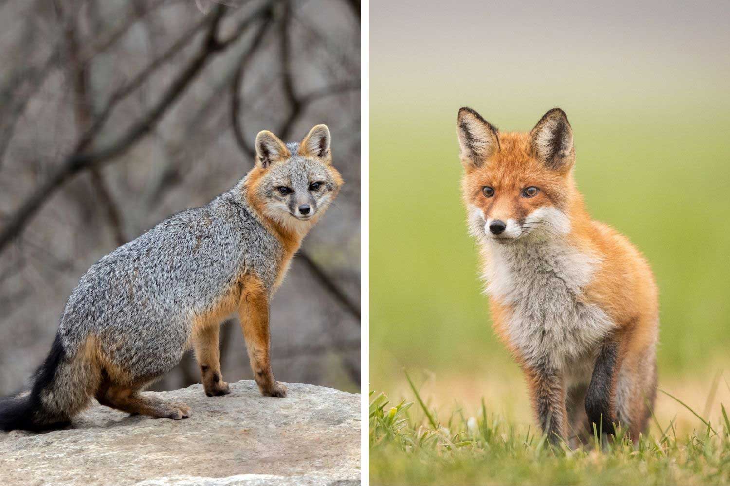 A side-by-side comparison of a gray fox and a red fox. 