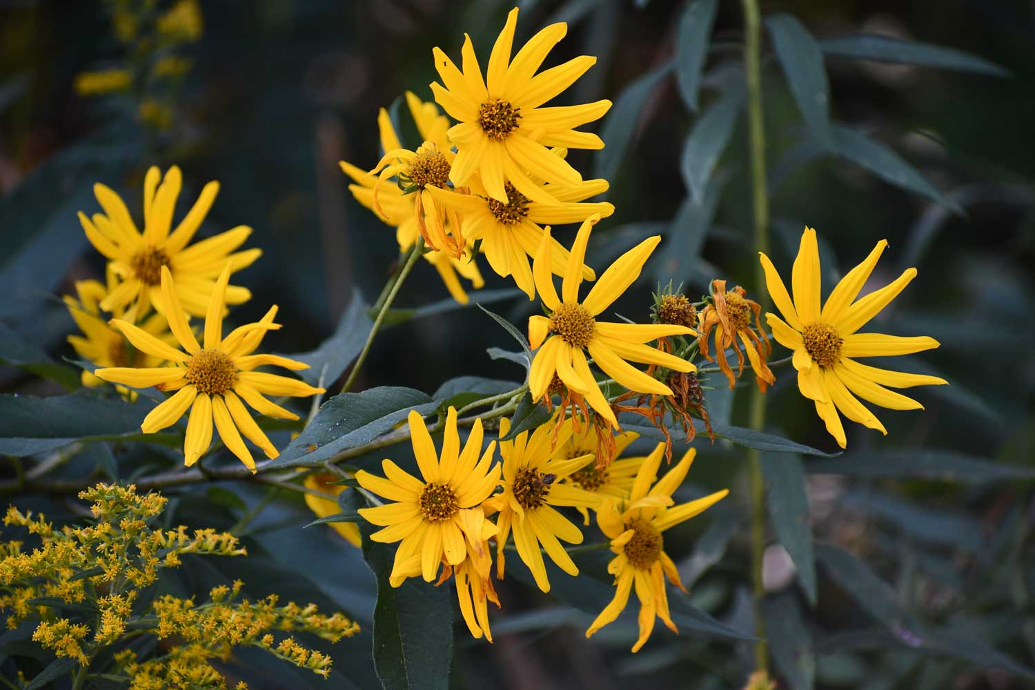 Yellow sunflower and goldenrod blooms.
