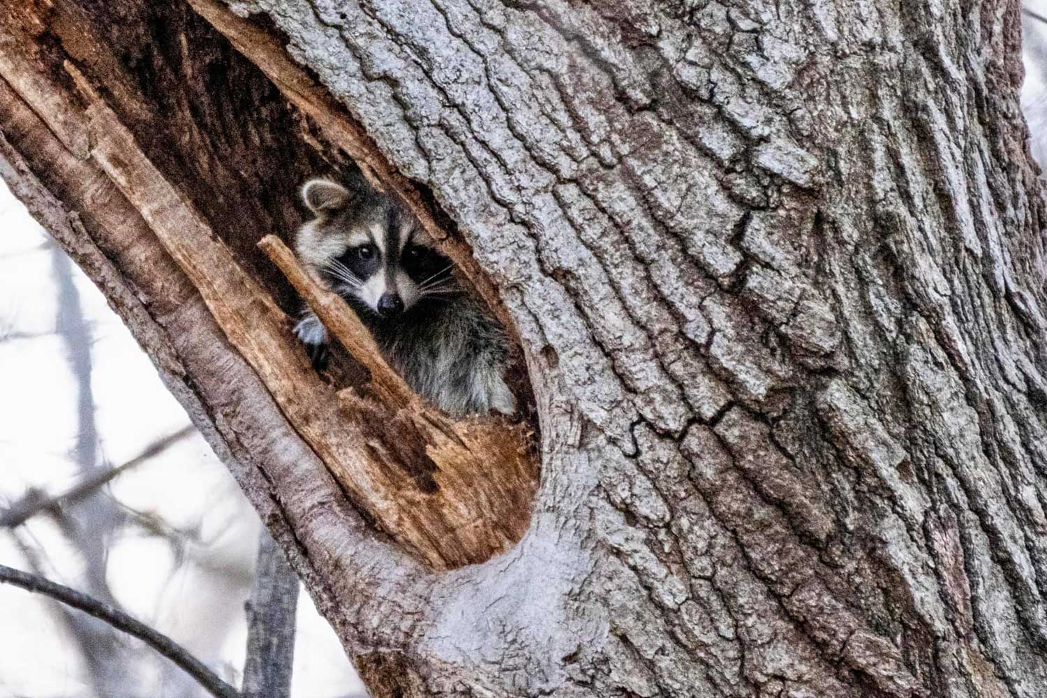 A raccoon peeking out of a cavity in a tree trunk.