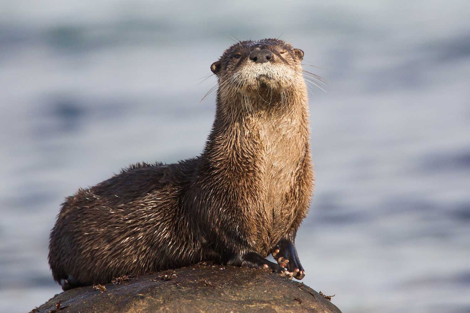 A river otter sitting on a large rock with its head tilted upward.
