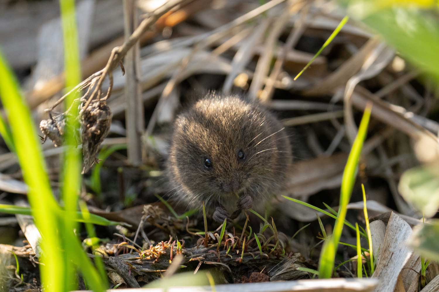 A vole on the ground surrounded by dried and green grasses.