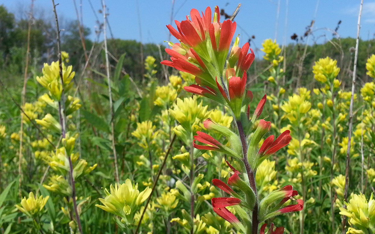 Indian paintbrush.