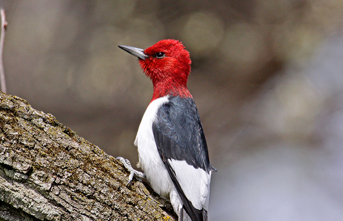 A red-headed woodpecker in a tree.