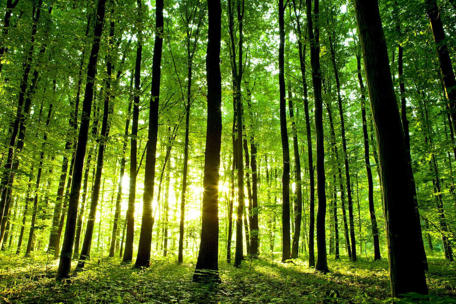 A stand of trees with the sun peeking through the trunks.