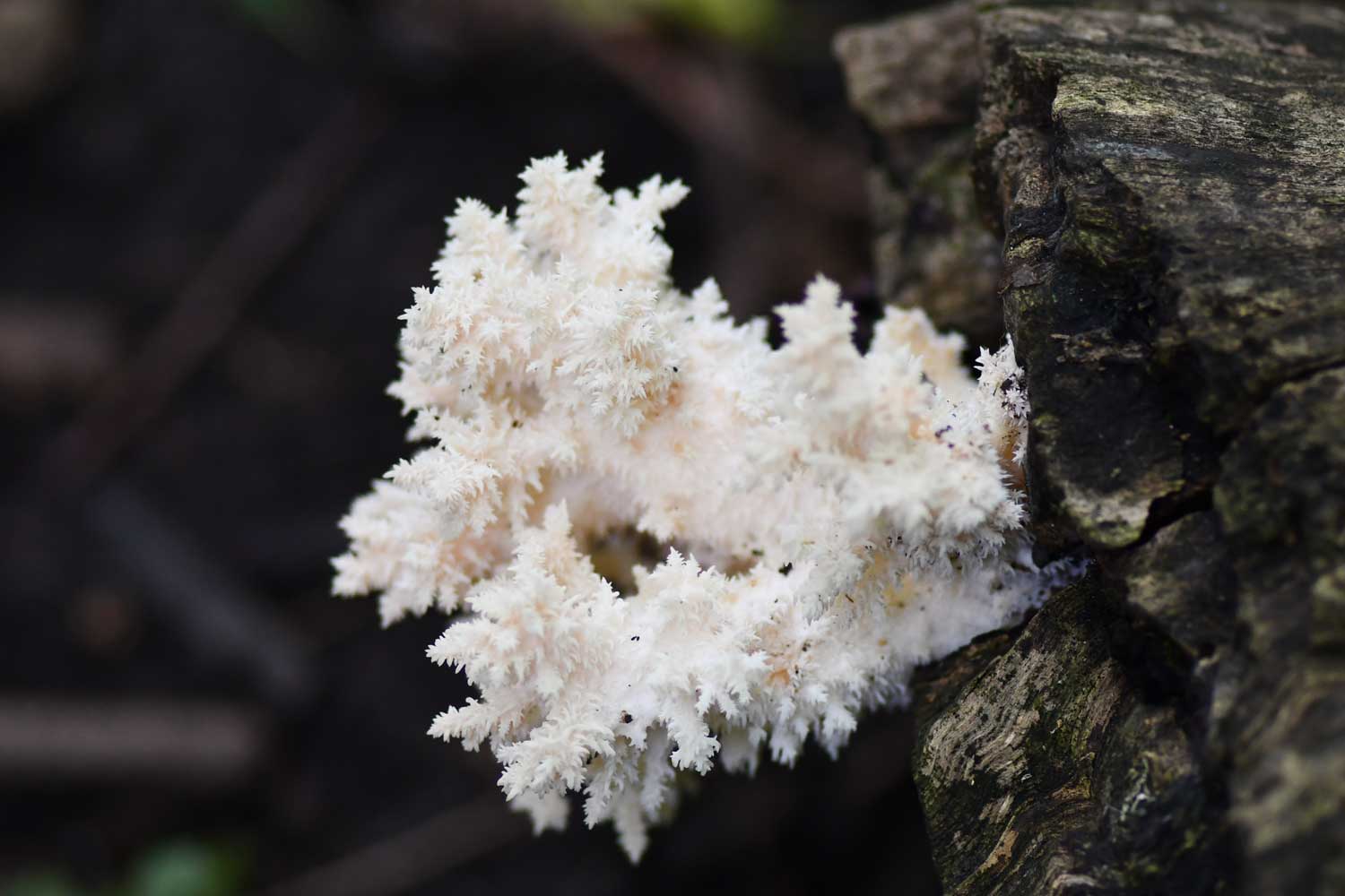 Coral tooth fungus on the end of a downed tree.