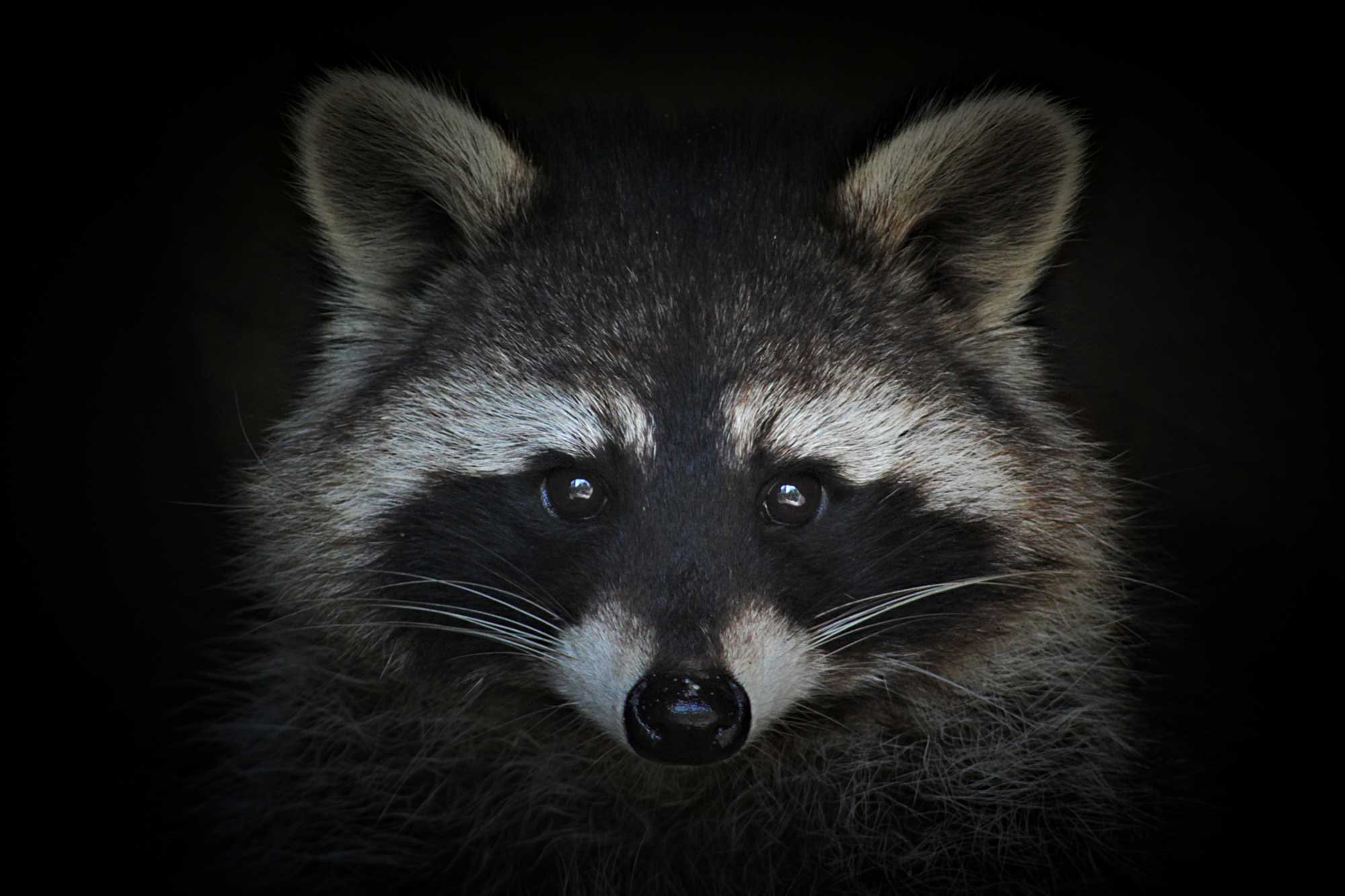A closeup view of a raccoon's face