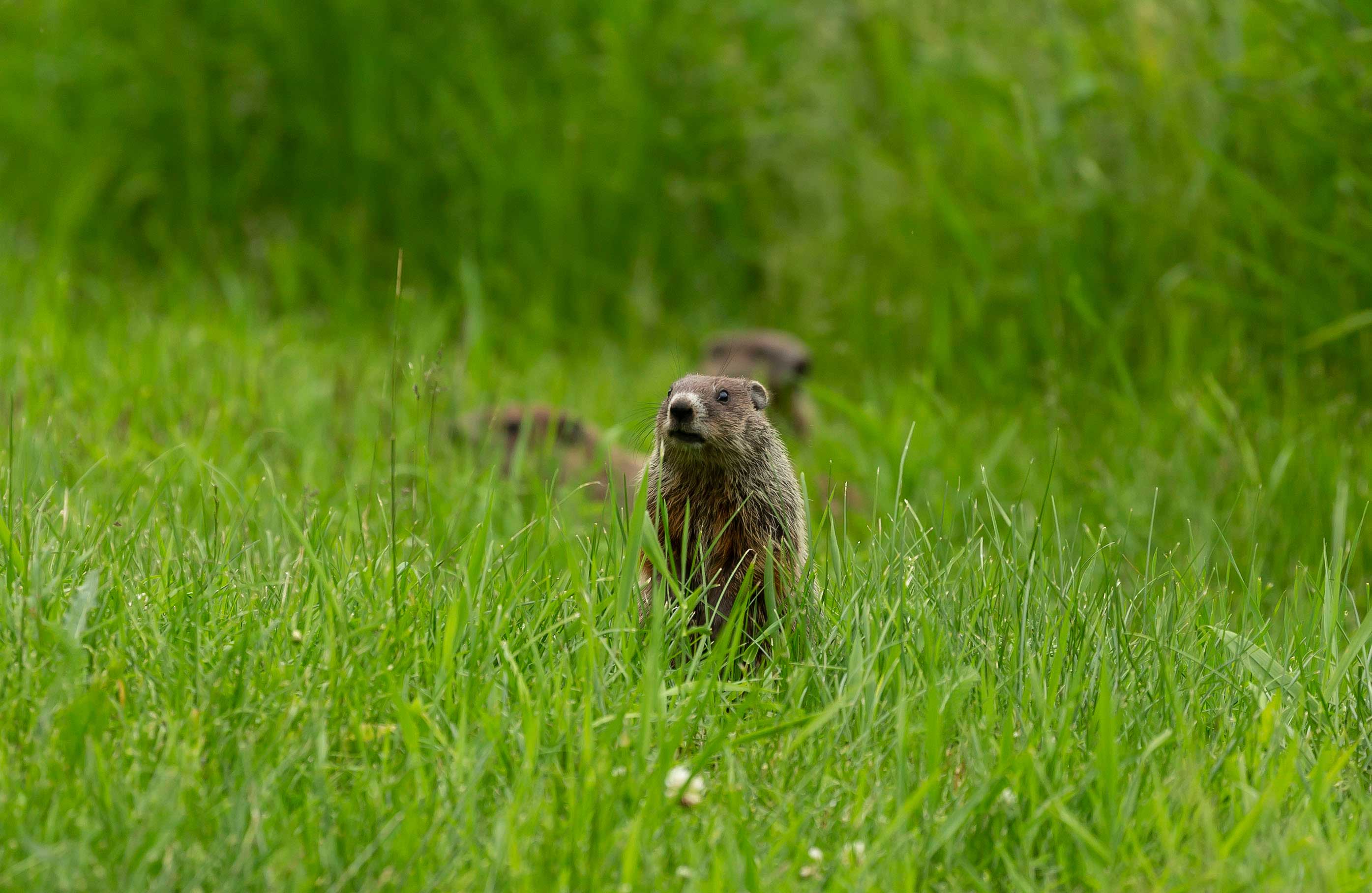 A groundhog standing in a field.