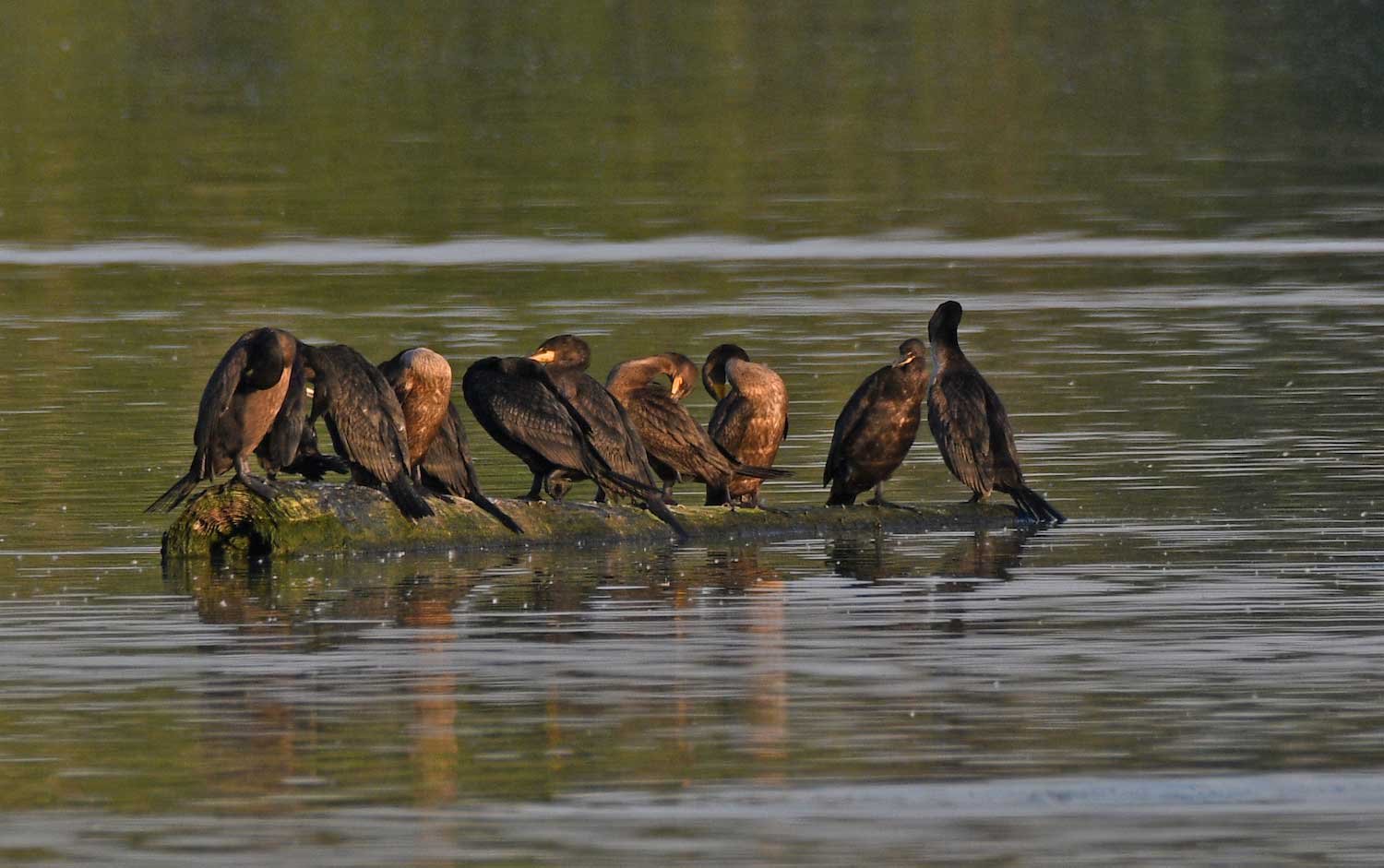 A group of 10 double-crested cormorants perched on a log in the water.
