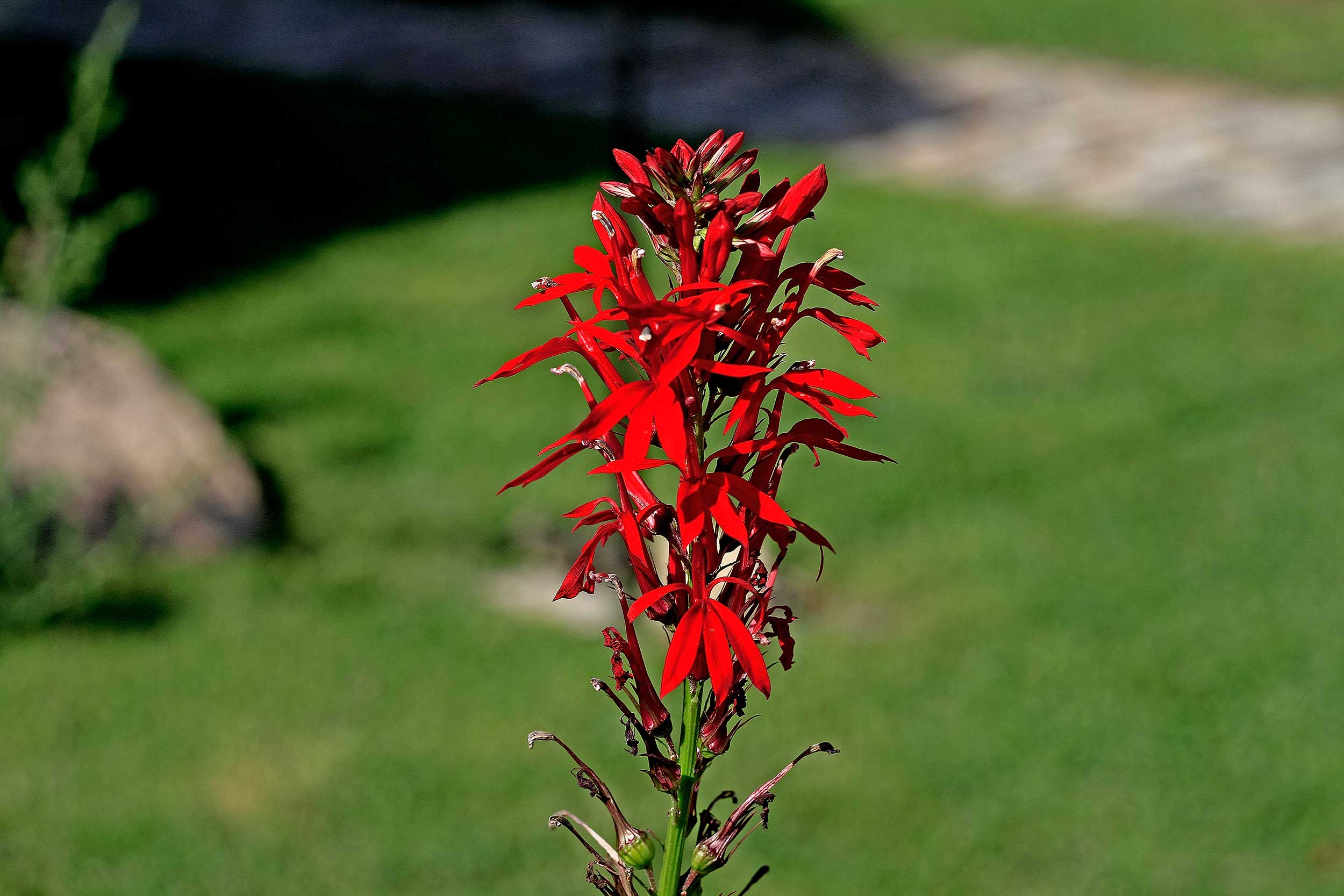 Closeup of cardinal flower.