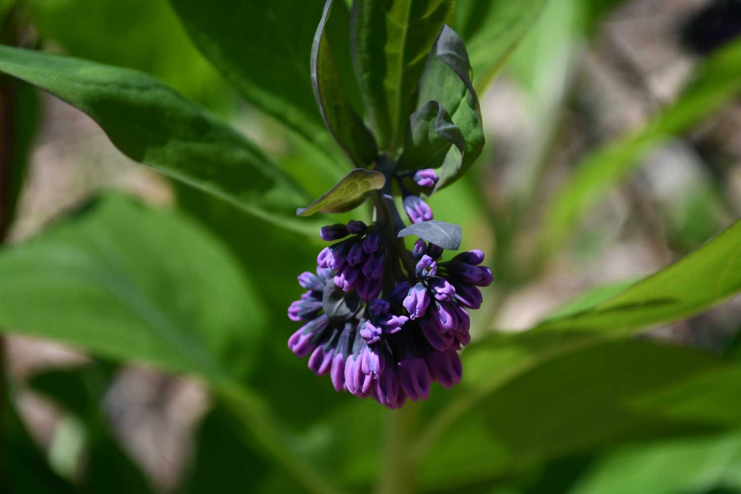Virginia bluebells starting to bloom.