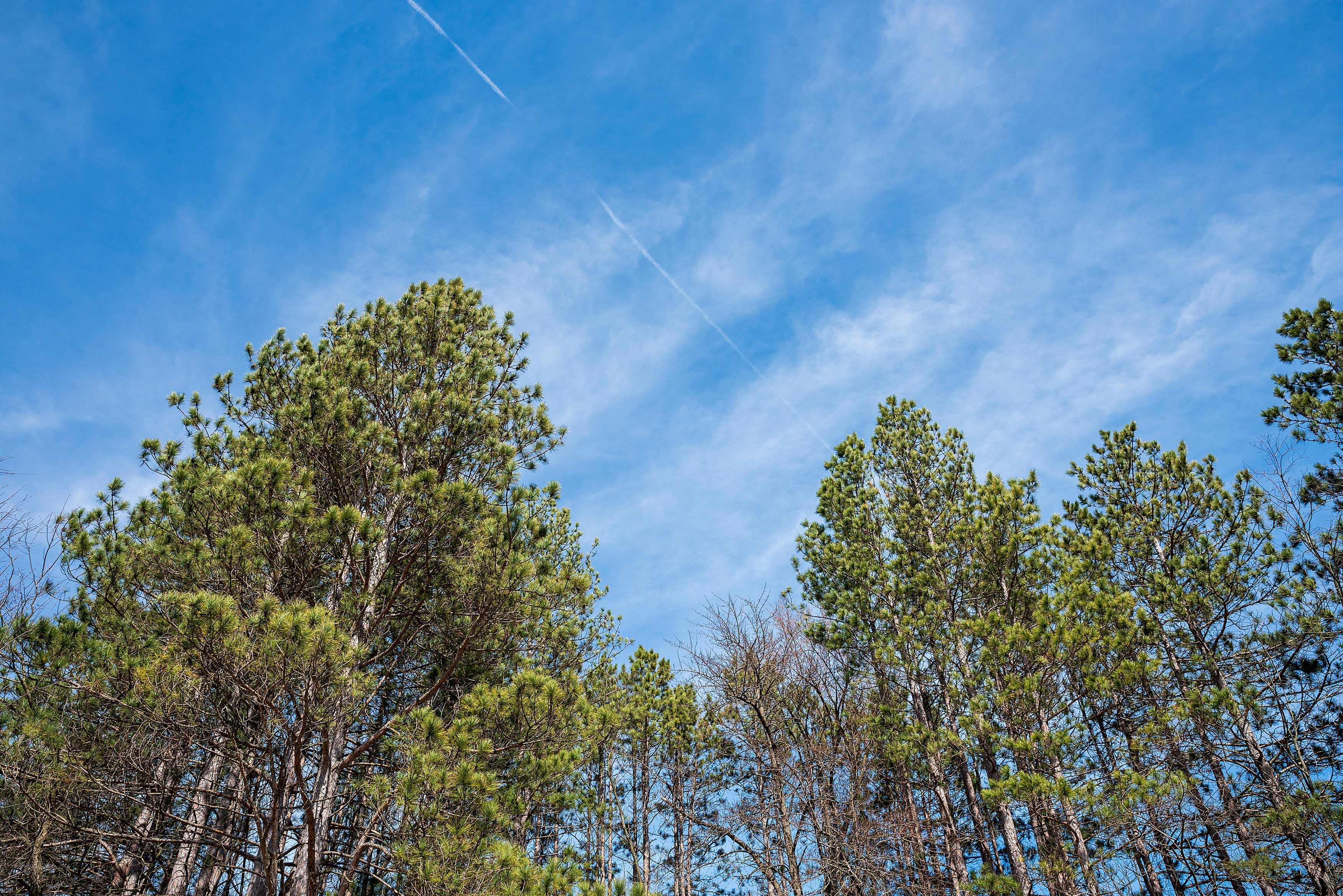 A stand of evergreen trees.