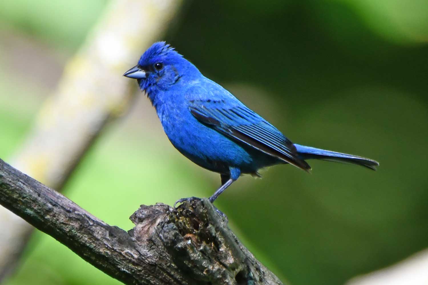 An indigo bunting perched on a tree branch.