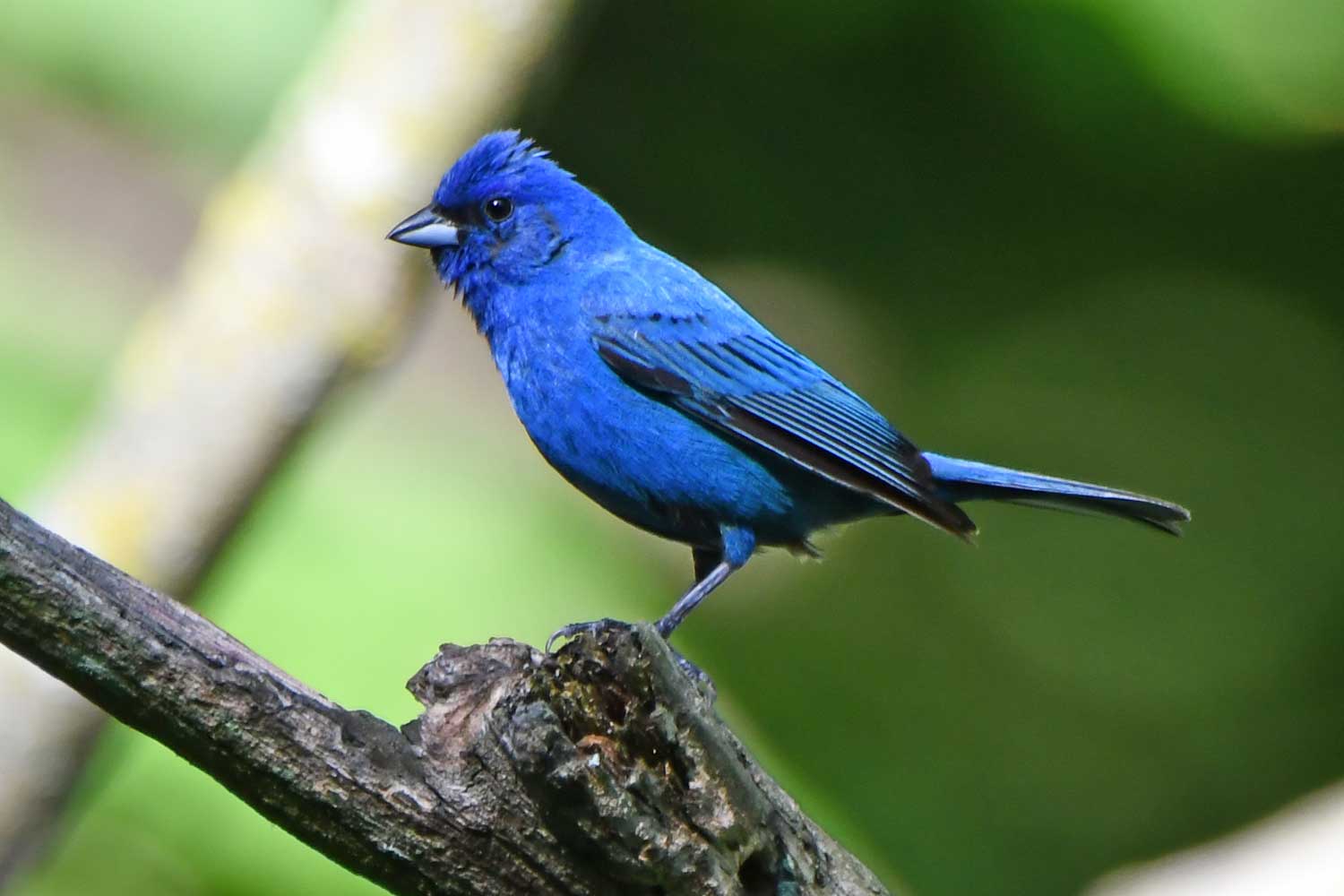 Indigo bunting perched on a branch.