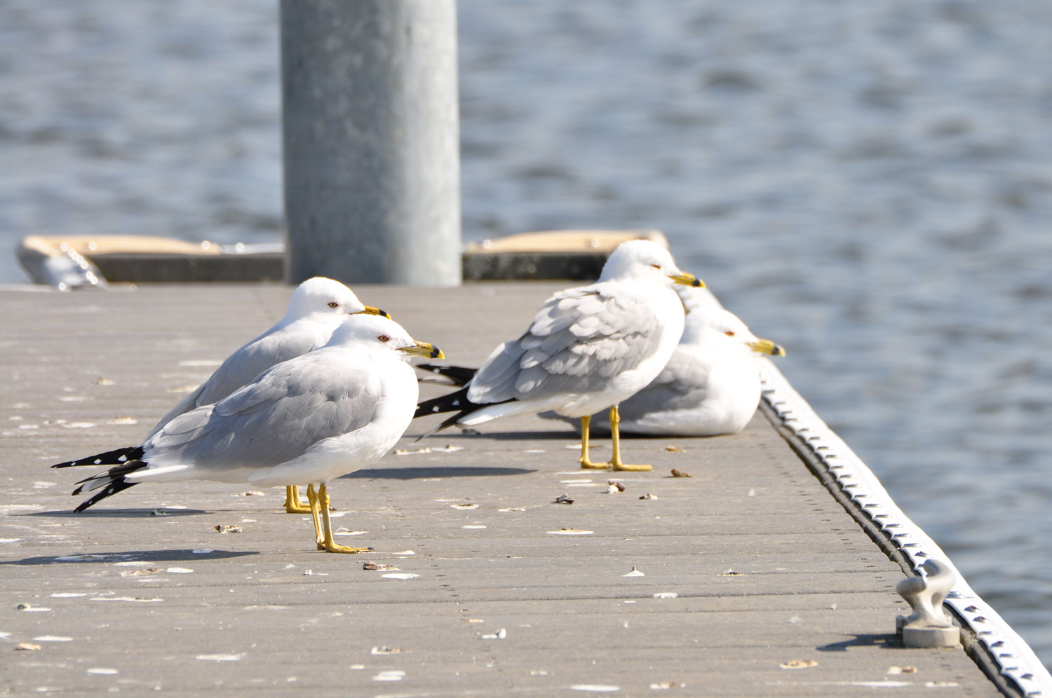 Gulls on a pier