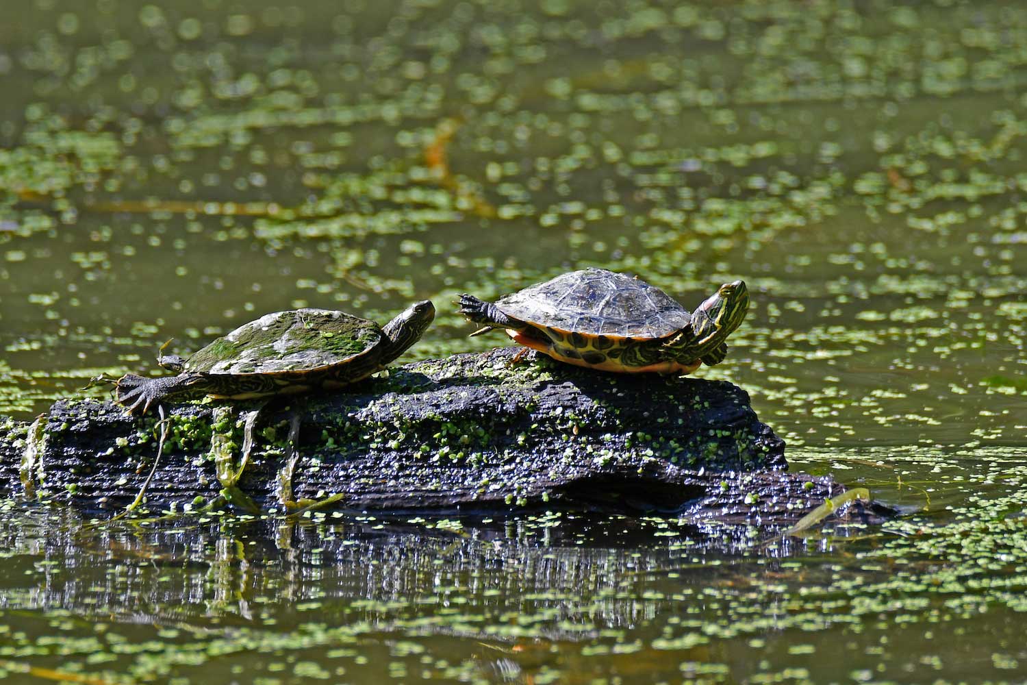 Two painted turtles on a log in a pond filled with duckweed and other vegetation.