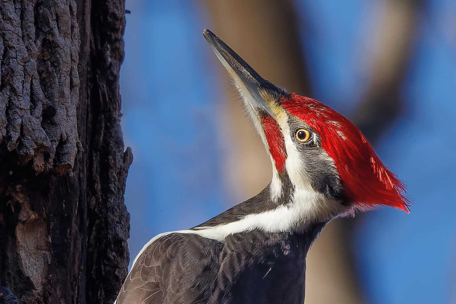 A close-up of a pileated woodpecker's face.