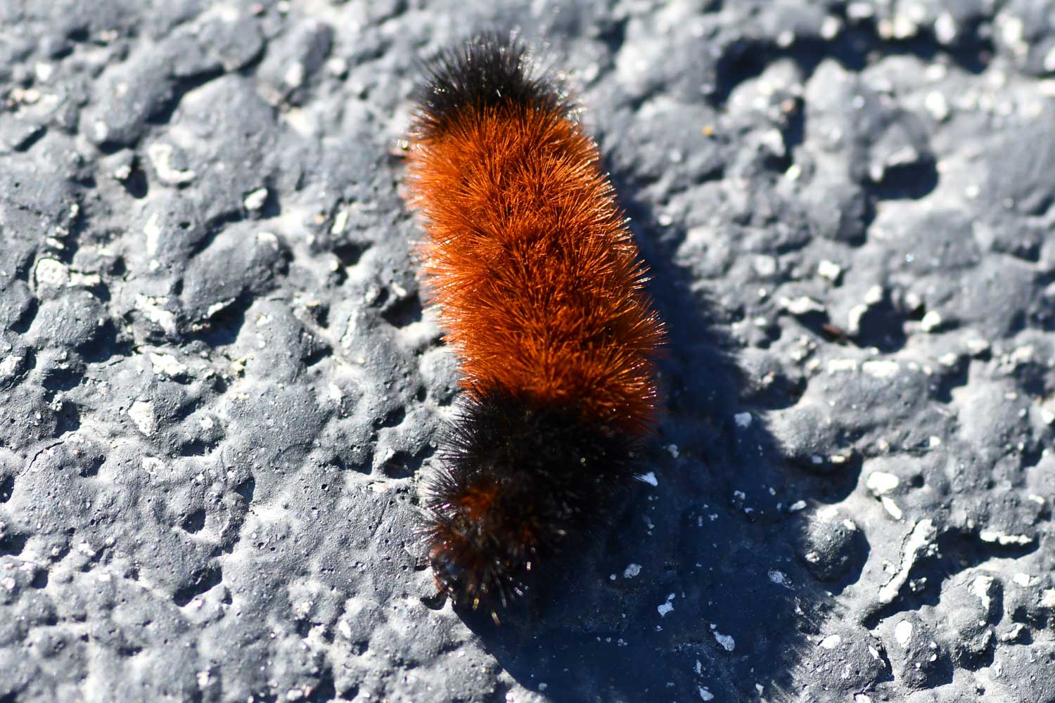 Woolly bear caterpillar crawling across a trail.