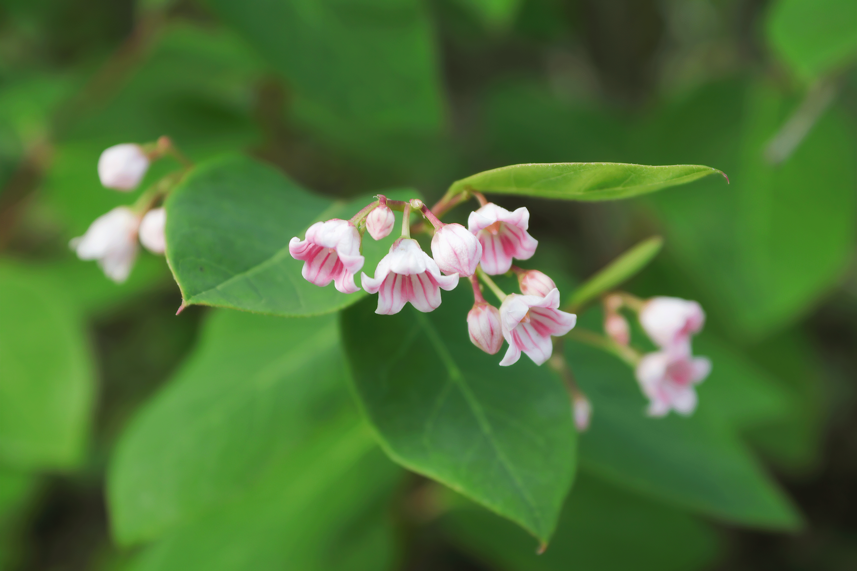 Spreading dogbane