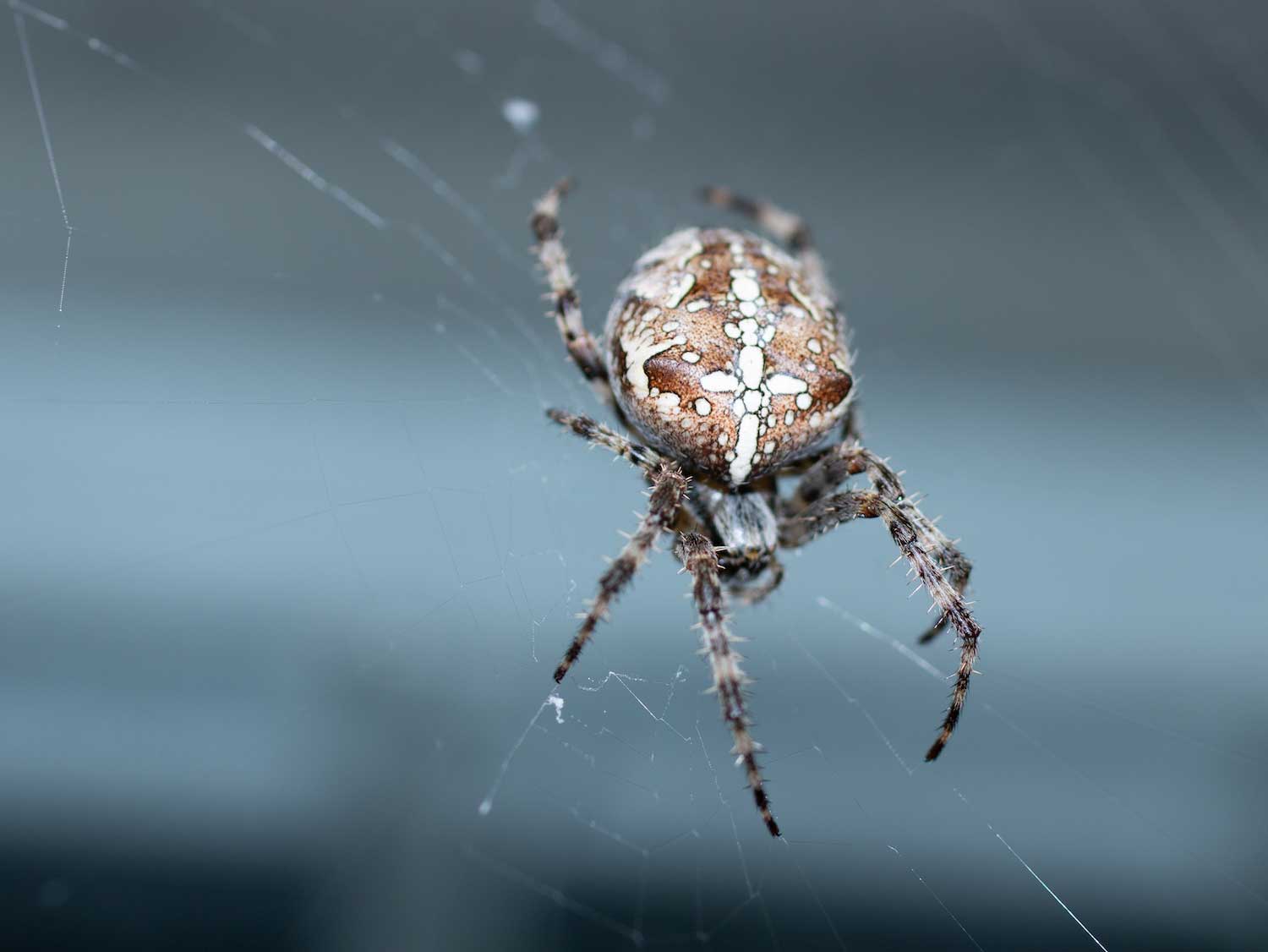 Close-up of a spider in its web eating its prey, Shot with:…