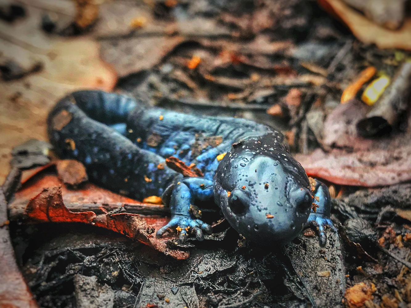 A blue-spotted salamander.