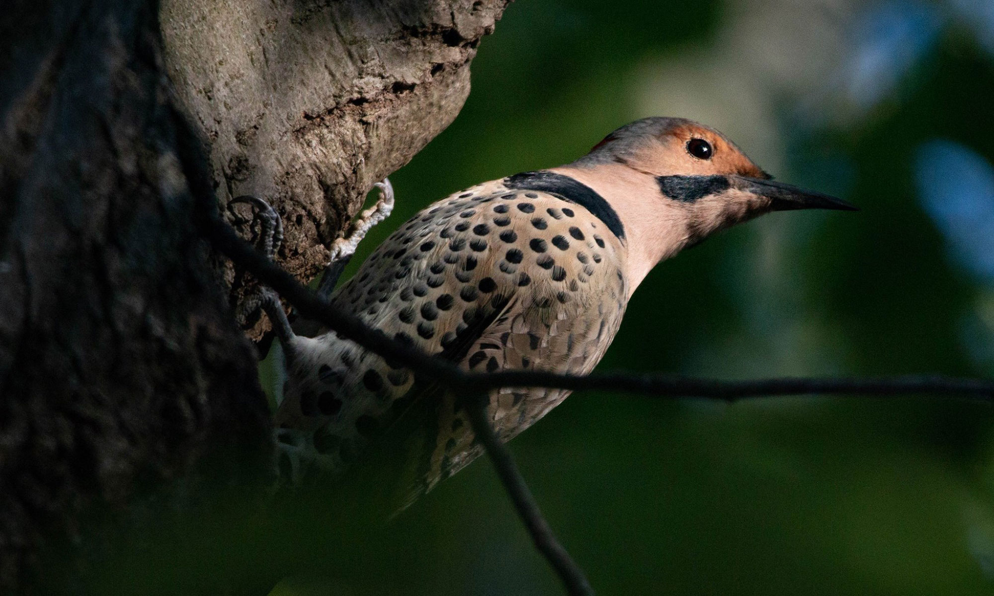 A northern flick on tree bark.